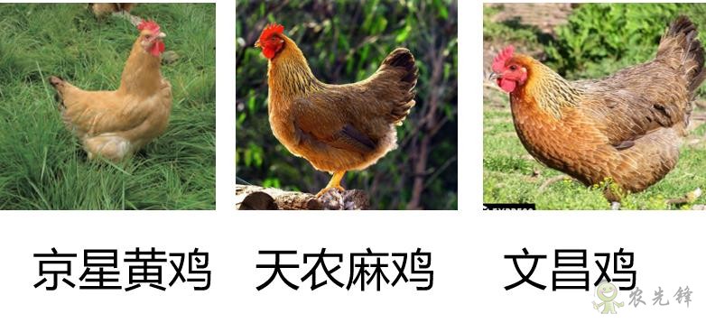 研究揭示我國(guó)地方優(yōu)質(zhì)雞雞肉風(fēng)味物質(zhì)成分