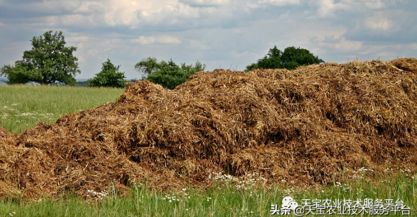 羊糞、豬糞、雞糞養分高如何用？國家發布十大關鍵技術